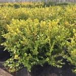 Buxus microphylla Faulkner Faulkner Boxwood