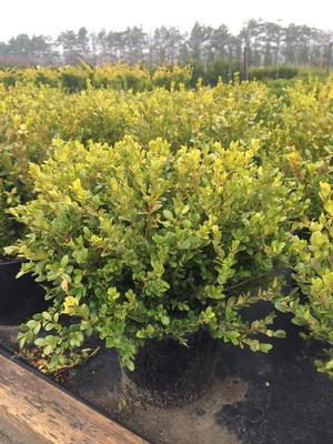 Buxus microphylla Faulkner Faulkner Boxwood