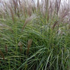 Miscanthus sinensis Nippon Nippon Maiden Grass