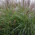 Miscanthus sinensis Nippon Nippon Maiden Grass