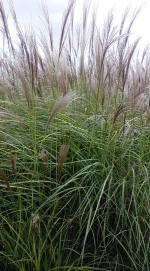 Miscanthus sinensis Nippon Nippon Maiden Grass