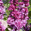 Syringa x vulgaris Charles Joly Charles Joly Lilac