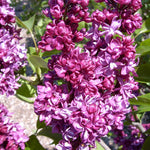 Syringa x vulgaris Charles Joly Charles Joly Lilac