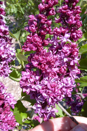 Syringa x vulgaris Charles Joly Charles Joly Lilac