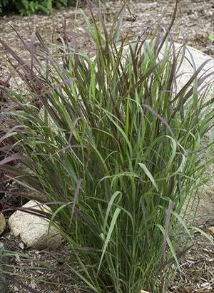 Panicum virgatum Cheyenne Sky PP23209 Cheyenne Sky Switch Grass