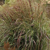 Panicum virgatum Prairie Fire PP19367 Prairie Fire Switch Grass