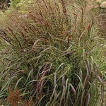 Panicum virgatum Prairie Fire PP19367 Prairie Fire Switch Grass