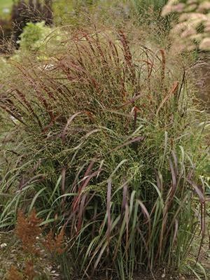 Panicum virgatum Prairie Fire PP19367 Prairie Fire Switch Grass