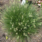 Pennisetum alopecuroides Little Bunny Miniature Fountain Grass