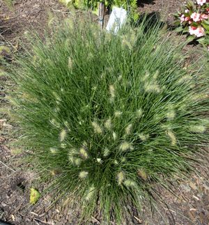 Pennisetum alopecuroides Little Bunny Miniature Fountain Grass