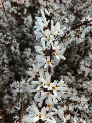 Abeliophyllum distichum White Forsythia