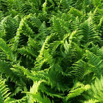 Dryopteris affinis The King Cristata Golden Shield Fern