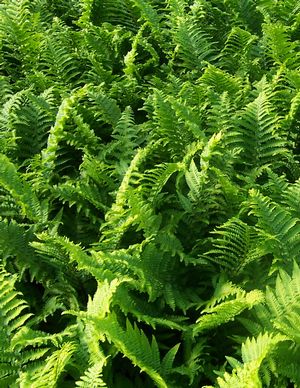 Dryopteris affinis The King Cristata Golden Shield Fern