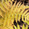 Dryopteris erythrosora Brilliance Brilliance Autumn Fern