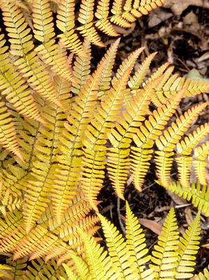 Dryopteris erythrosora Brilliance Brilliance Autumn Fern