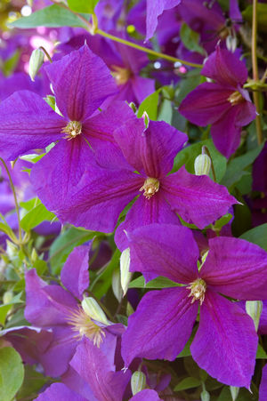 Clematis Jackmanii Clematis