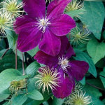 Clematis Red Cardinal Rouge Cardinal Red Cardinal Clematis