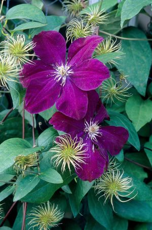 Clematis Red Cardinal Rouge Cardinal Red Cardinal Clematis