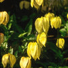 Clematis tangutica Golden Clematis