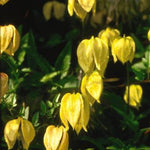 Clematis tangutica Golden Clematis