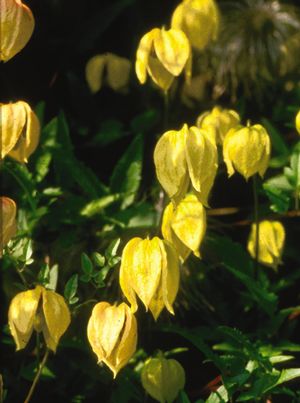 Clematis tangutica Golden Clematis