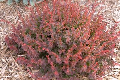 Berberis thunbergii Royal Burgundy Gentry PP9461, CPBR3446 Royal Burgundy Barberry