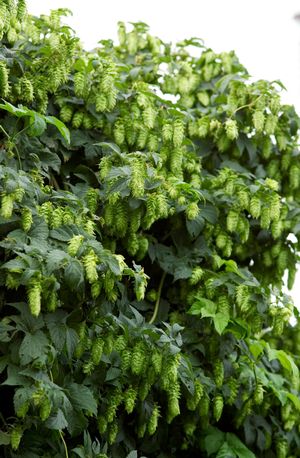 Humulus lupulus Nugget Ornamental Hop