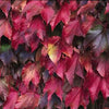 Parthenocissus tricuspidata Veitchii Boston Ivy