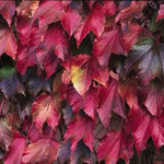 Parthenocissus tricuspidata Veitchii Boston Ivy