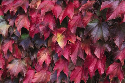 Parthenocissus tricuspidata Veitchii Boston Ivy