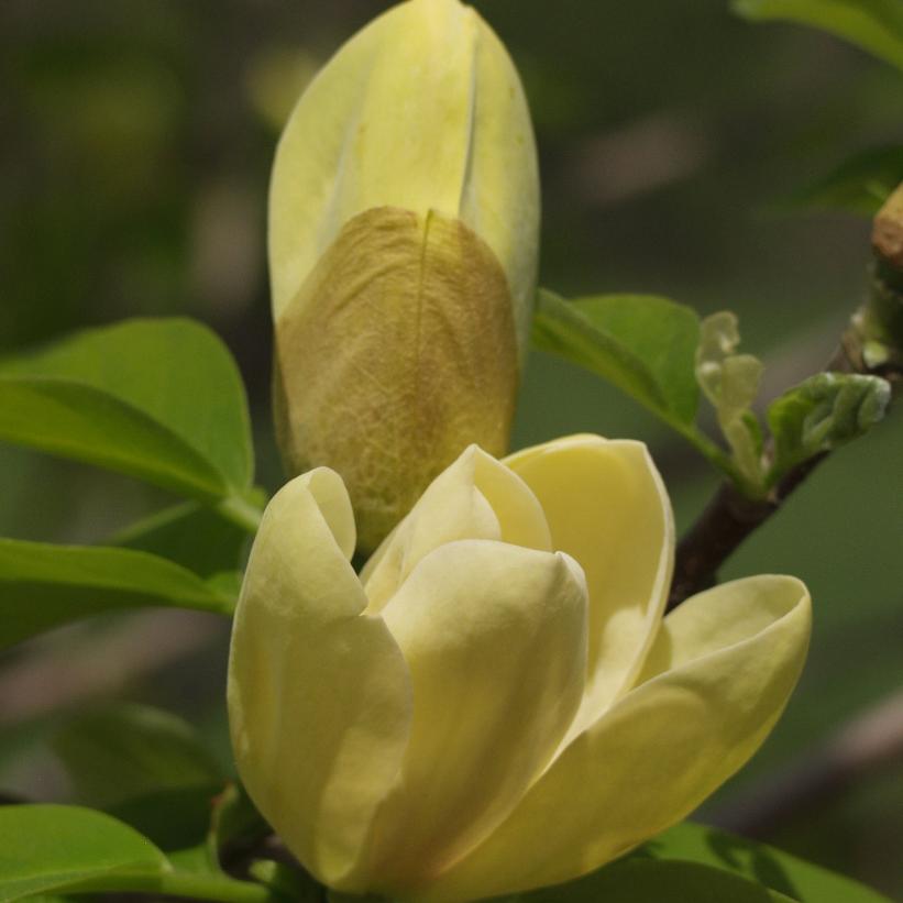 Yellow Bird Magnolia