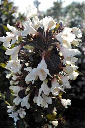 Weigela x Tuxedo Velda PPAF, CPBRAF Tuxedo Weigela