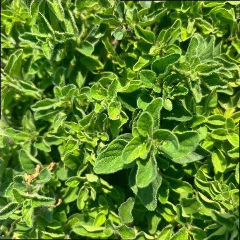 Greek Oregano