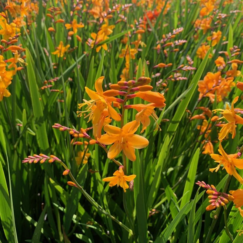 Crocosmia x Buttercup Monbretia