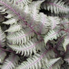 Athyrium niponicum Regal Red Japanese Painted Fern