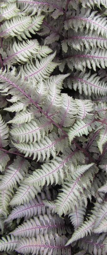 Athyrium niponicum Regal Red Japanese Painted Fern