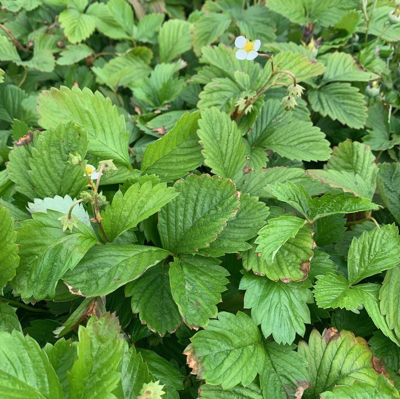 Fragaria vesca Woodland Strawberry