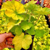 Heuchera x Guacamole PP16210, COPF Coral Bells