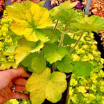 Heuchera x Guacamole PP16210, COPF Coral Bells