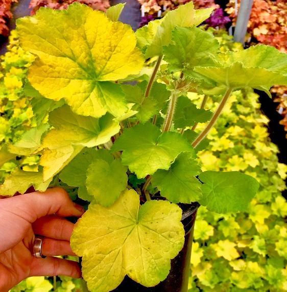 Heuchera x Guacamole PP16210, COPF Coral Bells