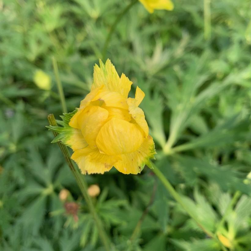 Trollius chinensis Lemon Queen Globeflower