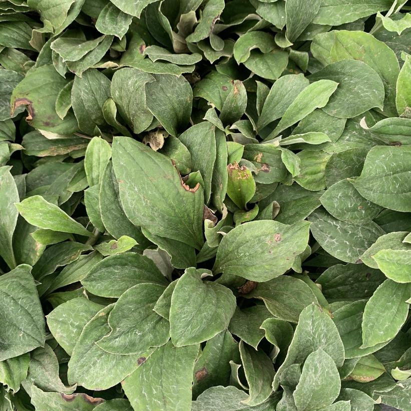 Antennaria plantaginifolia Pussytoes