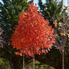 Acer saccharum Flashfire JFS Caddo2 PP23361 Flashfire Sugar Maple