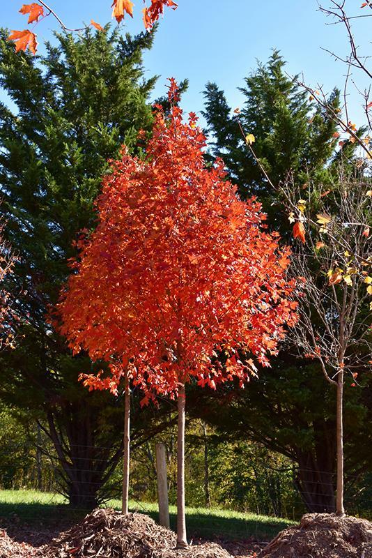 Acer saccharum Flashfire JFS Caddo2 PP23361 Flashfire Sugar Maple