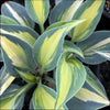 Plantain Lily