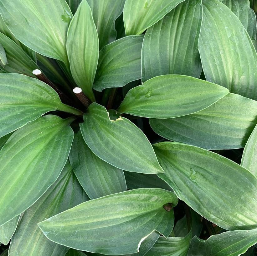 Hosta Emeralds and Rubies Plantain Lily