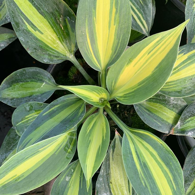 Hosta Party Popper Plantain Lily