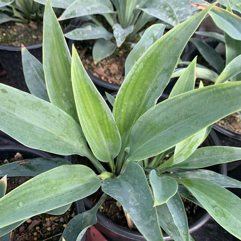 Hosta Smoke Signals Plantain Lily