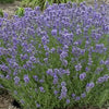 Lavandula angustifolia Munstead English Lavender