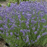 Lavandula angustifolia Munstead English Lavender